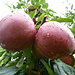 Nasse Äpfel