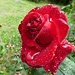 Nasse Rose