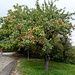 Schöner Obstbaum beim Schloss Moos-Schulthaus