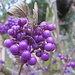 aussergewöhnliche Beeren-Farbe