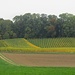 Landschaftsidyll auf der St. Petersinsel