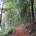 auch im Wald dominieren Herbstfarben