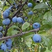 "Blaubeeren" am Baum