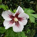 aussergewöhnliche Hibiscus-Blüte