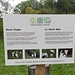 ... auf dem Biohof: die [https://de.wikipedia.org/wiki/Burenziege Burenziege]