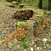 ... mit Baumstrunk mit Pilzbesatz 2