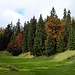 Herbstwald nach Pré de l' Haut dessus, sogar einige Sonnenstrahlen und blauer Himmel, wenn auch nur für kurze Zeit