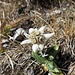Edelweiss (Leontopodium alpinum)