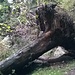 Tronco d'albero sradicato sul sentiero.
