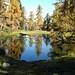 riflessi