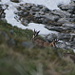 There's a lot of chamois in the Leistchamm area. I've often seen them at the bottom of Mittler Leistchamm