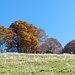 die bewaldete Kuppe von P. 1280 zeigt sich in leuchtenden Herbstfarben