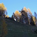 die Wälder leuchten