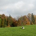 Herbststimmung mit Kühen - vor Junkholz