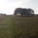 Grasland, Büsche mit breiten Kronen und niemand da, schaut aus wie in "Serengeti darf nicht sterben!"