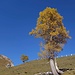 Herbstfarben