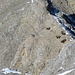 Steinböcke etwa 200 Meter unterhalb des Gipfels, vom Gipfel aus photographiert