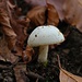 Flaumstieliger Scheidling (Volvariella hypopithis); der Pilz ist ungeniessbar aber auch nicht giftig.