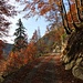 Herbstfaben im Aufstieg zur Alp Corjon.