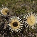 Silberdistel mit schwarzem Auge.