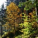Herbststimmung im Lochbachtobel