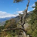 knorriger Baum am Wegrand von der Lötschberg-Südrampe