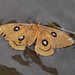 Dieser schöne Schmetterling (Nagelfleck, Aglia tau) wurde natürlich gerettet! 
