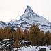 Matterhorn über den goldenen Lärchen