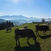 Auch die Kühe geniessen die Sonne auf der Hohen Buche
