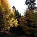 Im schönen Herbstwald zum Holzeck