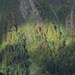 Ein Sonnenfleck zieht über den Herbstwald... (4)
Mit etwas Phantasie hat der Fleck die Umrisse der Schweiz...