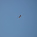 Allein in hoher Höhe: schwebender Adler über dem P. Molare