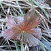 Herbstblatt, vom Bodenfrost gezeichnet
