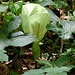 <b>Preziosità botanica nella radura di Salera: il Gigaro chiaro (Arum italicum) (foto d'archivio del 20.5.2002).</b>