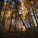 Herrlicher Herbstwald im Vallée du Motélon