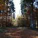 Herbstwald auf dem Stelzen