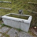 Die 1. Quelle: der 1. Laufbrunnen in Hörnli