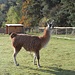 Hier gibt es Lamas!