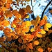 Herbstbunt