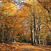 Herbstbunt: Eintauchen in Farbe