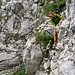 interessanter Zustieg zum Klettergarten