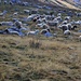 Auf der grossen Grasfläche zwischen 2100m und 2200m grasen riesige Schafherden.