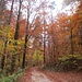 schöner Herbstwald - unter der Nebeldecke - beim Reservoir