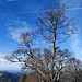 schöner Baum