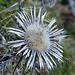 Silberdistel