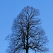 und noch ein schöner Baum