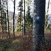 immer diesen Punkten am Baum folgen