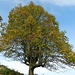 ein markanter Baum - unweit Fiechtenberg