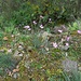 Blumen am Wegrand