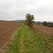 Ein schöner Wiesenweg am Rosenberg